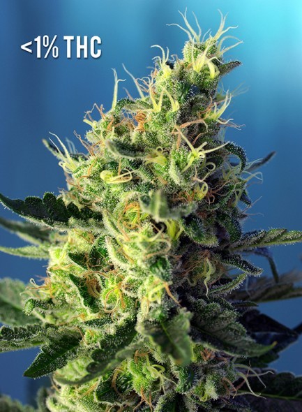 Sweet Pure Cbd Sweet Seeds