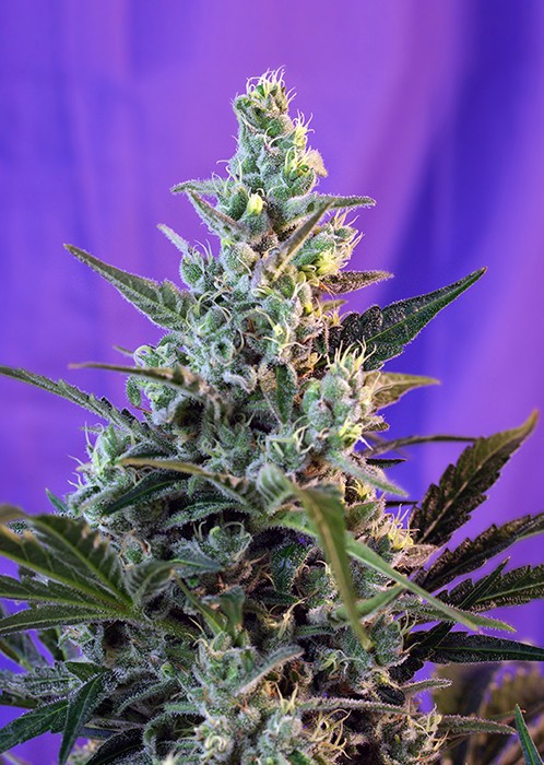 Sweet Skunk Auto Sweet Seeds