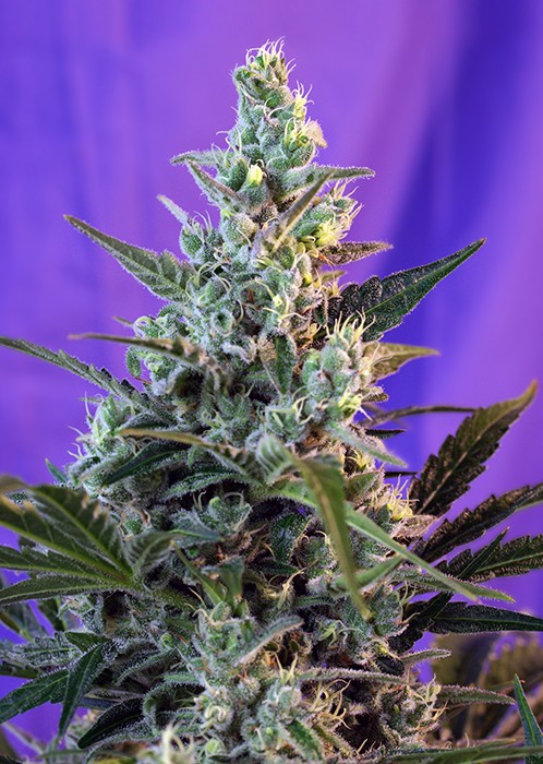 Sweet Skunk F1 Fast Version Sweet Seeds