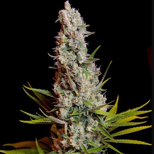 Sweet Cheese Sweet Seeds