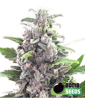 THC Bomb – Bomb Seeds