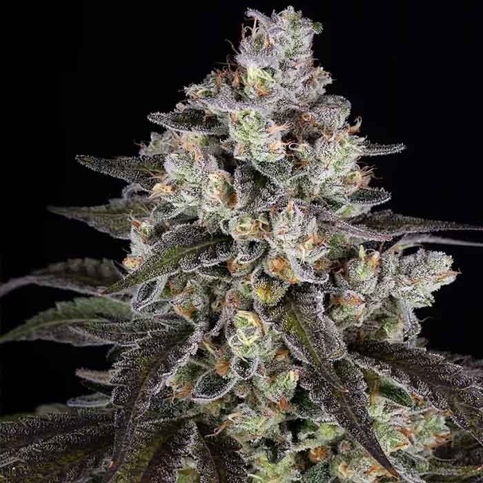 Trainwreck - Barney´s Farm