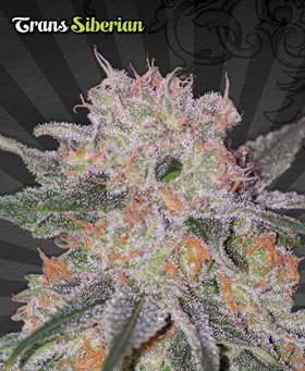 Trans Siberian – Auto Seeds