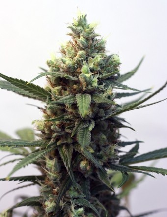 Toxic – Ripper Seeds 