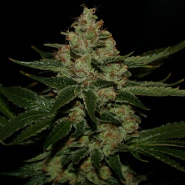 Underdawg OG – T.H. Seeds 