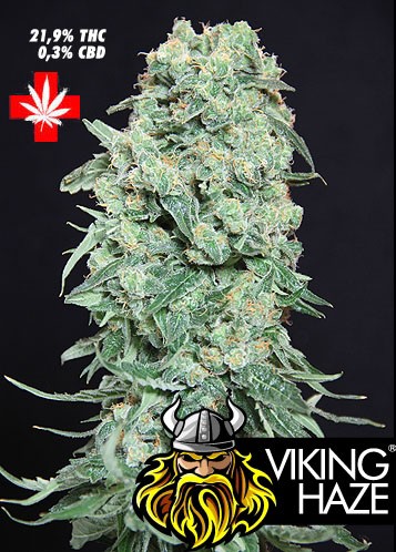 Viking Haze – Pure Seeds