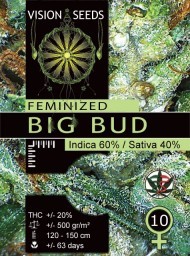 Big Bud – Vision Seeds