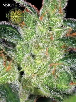 Cheese – Vision Seeds