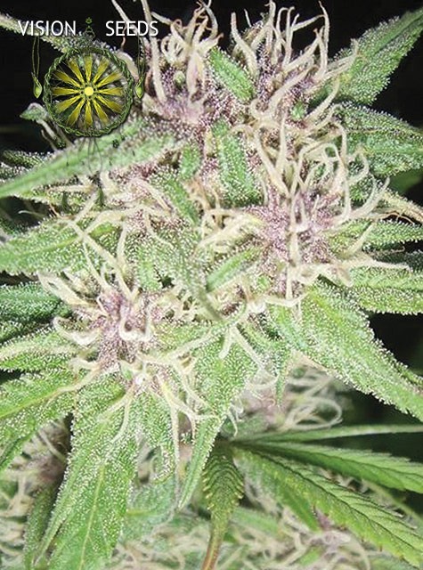 Jack Herer – Vision Seeds