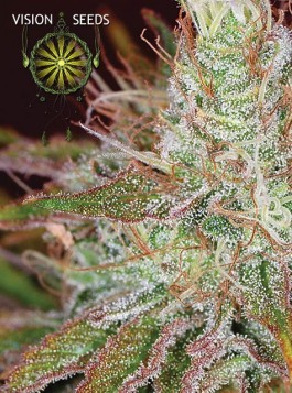 Northern Lights – Vision Seeds 