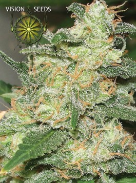 Russian Snow – Vision Seeds