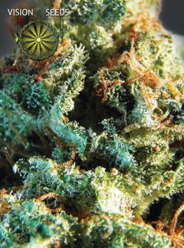 Silver Haze – Vision Seeds