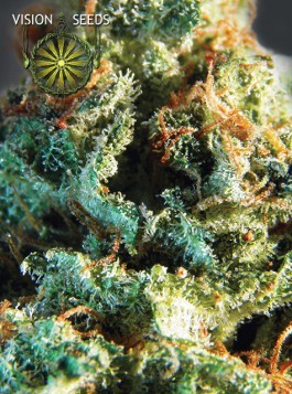 Silver Haze – Vision Seeds