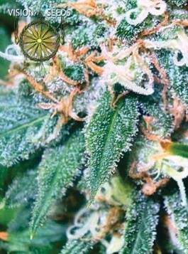 Super Skunk – Vision Seeds