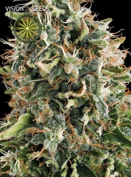 White Widow – Vision Seeds