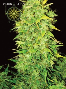 White Widow Auto – Vision Seeds 