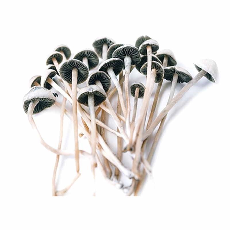Kit de Setas Copelandia Madagascar - Panaeolus Cyanescens var. Madagascar