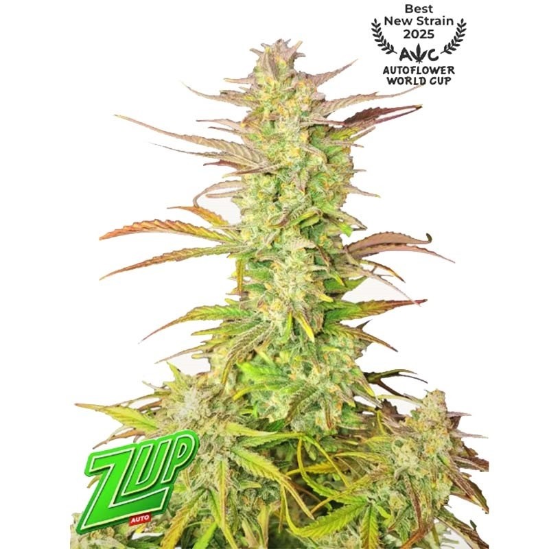 5 Semillas Feminizadas - Z-Up Auto - FastBuds