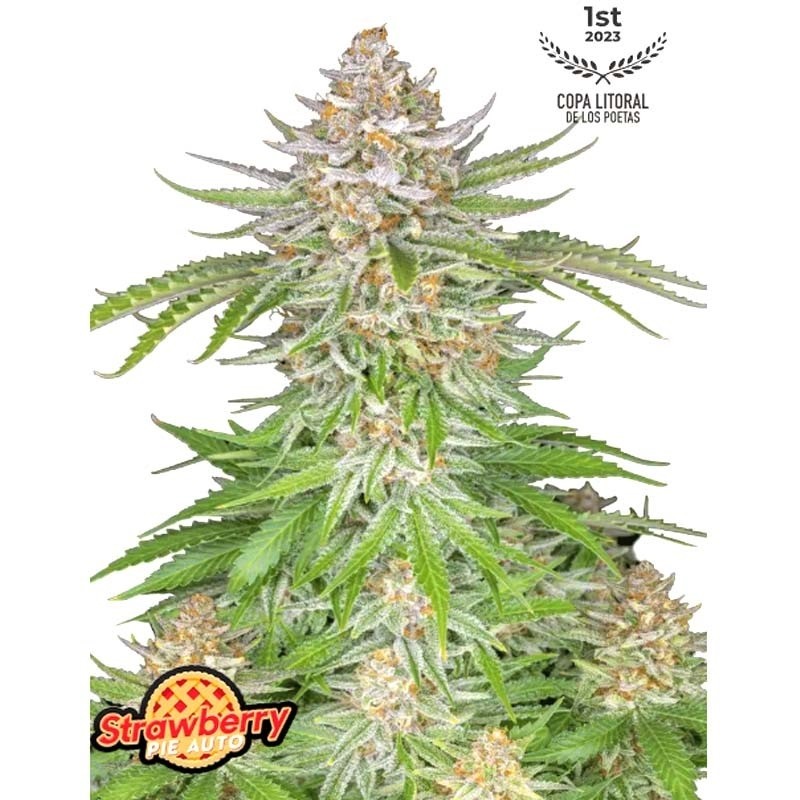 10 Semillas Feminizadas - Strawberry Pie Auto - FastBuds