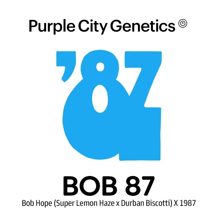 Bob 87 – Purple City Genetics - 10 Semillas Regulares