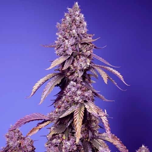 Black Muffin F1 Fast Version - Sweet Seeds
