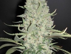 White Widow x Big Bud – Female Seeds