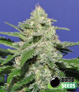 Widow Bomb – Bomb Seeds