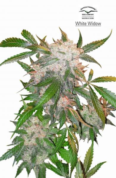 White Widow – Dutch Passion