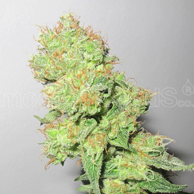 y-griega-cbd-medical-seeds