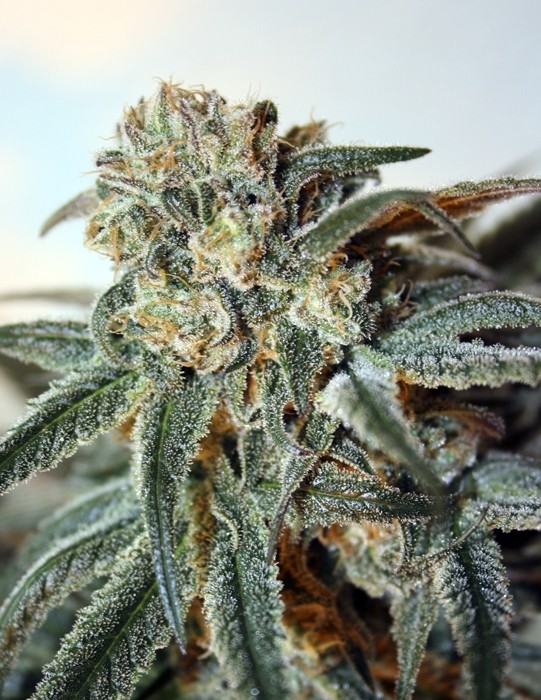 Zombie Kush Ripper Seeds