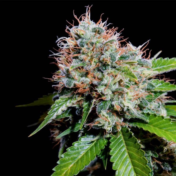 Zuri Widow banco Genehtik Seeds