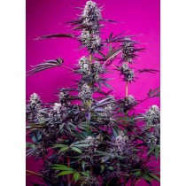Studio 54 Stardust Auto - Sweet Seeds