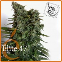 Elite 47 – Elite Seeds