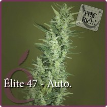Elite 47 Auto – Elite Seeds