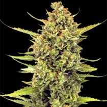  Acapulco Gold – Barney's Farm