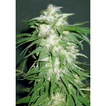 Ice Kush - Advanced Seeds