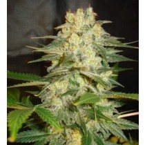 Afgan Kush Ryder Auto - World Of Seeds