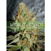 Afgan Kush Special - World Of Seeds