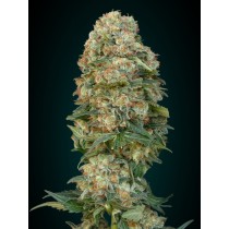 Afghan Skunk - Advanced Seeds