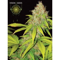 AK49 Auto – Vision Seeds