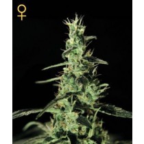 Alaskan Ice - Green House