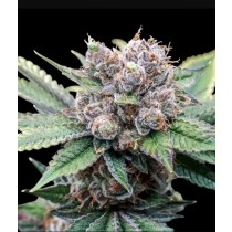 Alien Cookies - Ganja Farmer