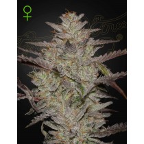 Alienz Auto - Green House Seeds
