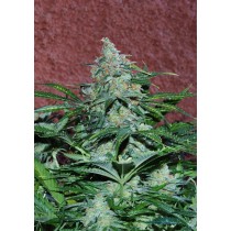 amnesia-auto-world-of-seeds