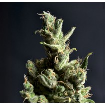 Amnesia CBD Seeds