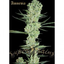 Amnesia – Super Strains