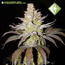 Amnesia - Houseplant Seeds