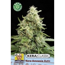 Amnesia Auto – Kera Seeds