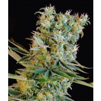 Amnesia Bilbo – Genehtik Seeds