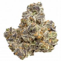 Amnesia Fritter - Houseplant Seeds - 22% THC